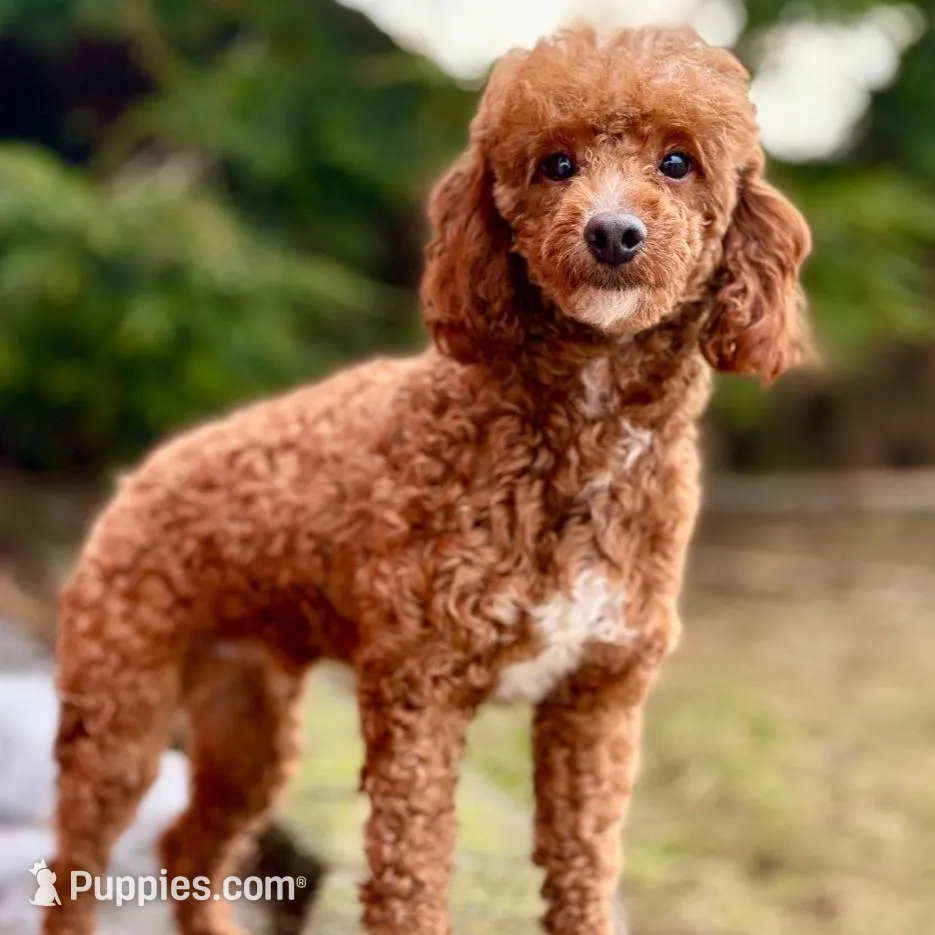 Nala, a female Cavapoo for sale in Spencerville, IN – Photo 7 of 8