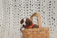 Nala, a female Cavapoo for sale in Spencerville, IN – Photo 3 of 8