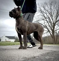 Trauma, a female Cane Corso for sale in Troy, MO – Photo 2 of 2