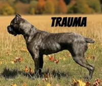 Trauma, a female Cane Corso for sale in Troy, MO – Photo 1 of 2