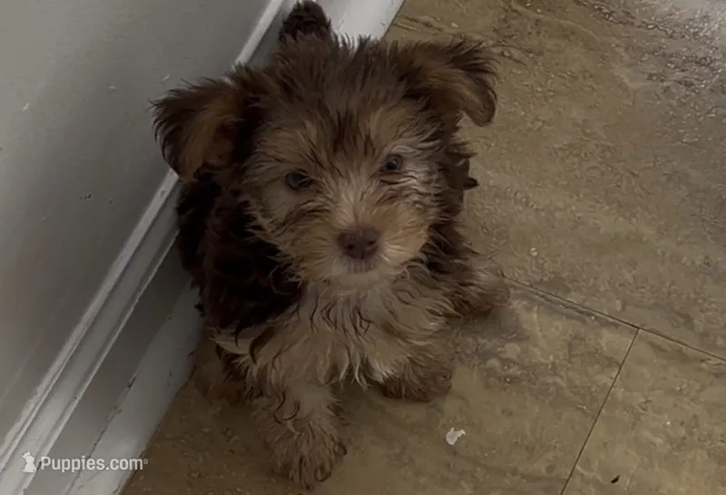 CHOCOLATE – Yorkshire Terrier puppy for sale in Monroe, GA
