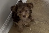 CHOCOLATE, a female Yorkshire Terrier for sale in Monroe, GA – 1 of 1