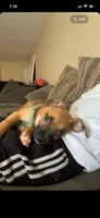 Money, a male American Pit Bull Terrier for sale in Rock Island, IL – 2 of 8