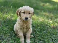 Meg, a female Golden Retriever for sale in Pierceton, IN – 2 of 3