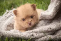 Toulouse, a male Pomeranian for sale in Pierceton, IN – 6 of 7