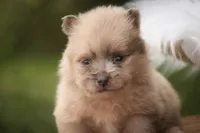 Berlioz, a male Pomeranian for sale in Pierceton, IN – 2 of 8