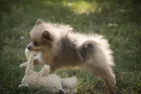 Berlioz, a male Pomeranian for sale in Pierceton, IN – 8 of 10