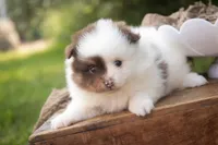 Kibbles, a male Pomeranian for sale in Pierceton, IN – 3 of 7