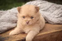 Toulouse, a male Pomeranian for sale in Pierceton, IN – 5 of 7