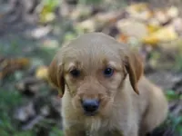 Jo, a female Golden Retriever for sale in Pierceton, IN – 3 of 3