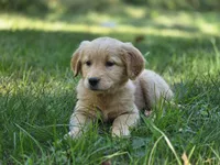 Meg, a female Golden Retriever for sale in Pierceton, IN – 3 of 3