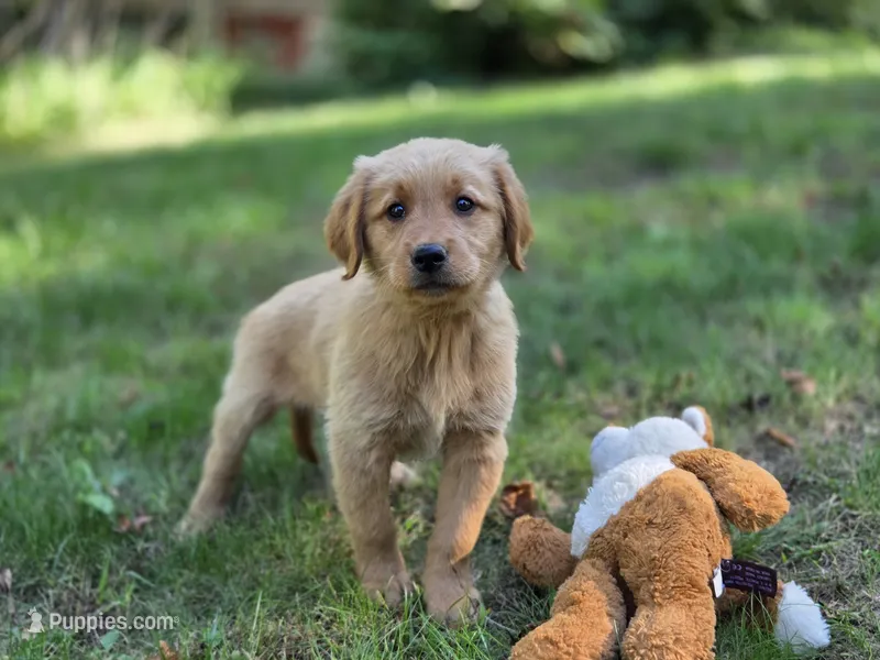 Amy – Golden Retriever puppy for sale in Pierceton, IN