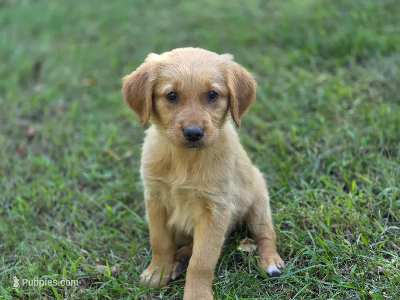 Jo – Golden Retriever puppy for sale in Pierceton, IN