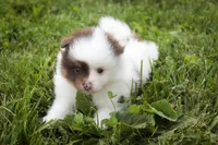 Kibbles, a male Pomeranian for sale in Pierceton, IN – 4 of 7