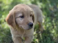 Lawrence, a male Golden Retriever for sale in Pierceton, IN – 3 of 3