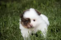 Kibbles, a male Pomeranian for sale in Pierceton, IN – 6 of 7