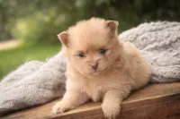 Toulouse, a male Pomeranian for sale in Pierceton, IN – 3 of 7