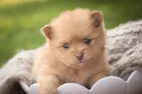 Toulouse, a male Pomeranian for sale in Pierceton, IN – 2 of 7