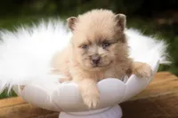 Berlioz, a male Pomeranian for sale in Pierceton, IN – 7 of 8