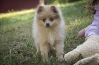 Berlioz, a male Pomeranian for sale in Pierceton, IN – 7 of 10