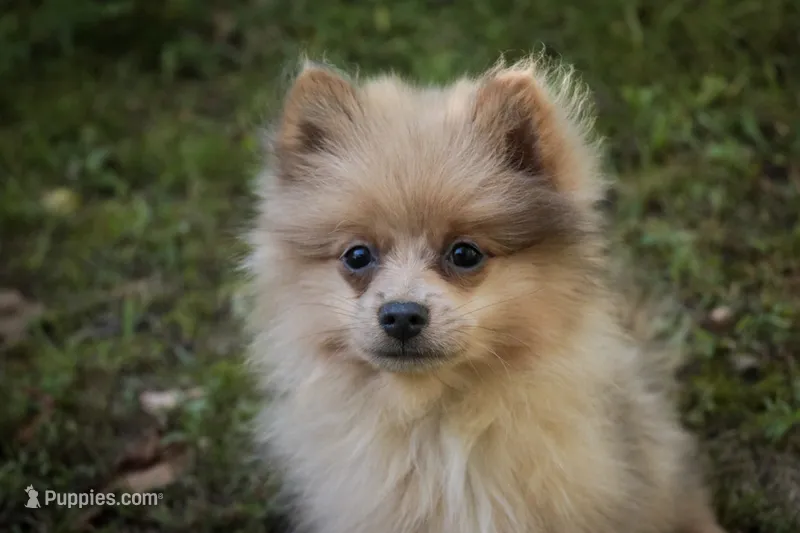 Berlioz – Pomeranian puppy for sale in Pierceton, IN
