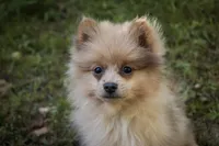 Berlioz, a male Pomeranian for sale in Pierceton, IN – 1 of 10