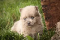 Berlioz, a male Pomeranian for sale in Pierceton, IN – 5 of 8
