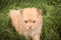 Toulouse, a male Pomeranian for sale in Pierceton, IN – 7 of 7
