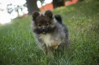 Daphne, a female Pomeranian for sale in Pierceton, IN – 4 of 8