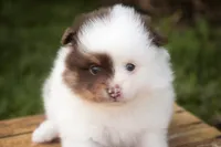 Kibbles, a male Pomeranian for sale in Pierceton, IN – 5 of 7