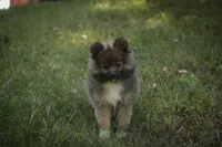 Daphne, a female Pomeranian for sale in Pierceton, IN – 8 of 8