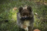 Daphne, a female Pomeranian for sale in Pierceton, IN – 2 of 8