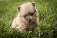 Berlioz, a male Pomeranian for sale in Pierceton, IN – 3 of 8