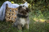 Daphne, a female Pomeranian for sale in Pierceton, IN – 6 of 8