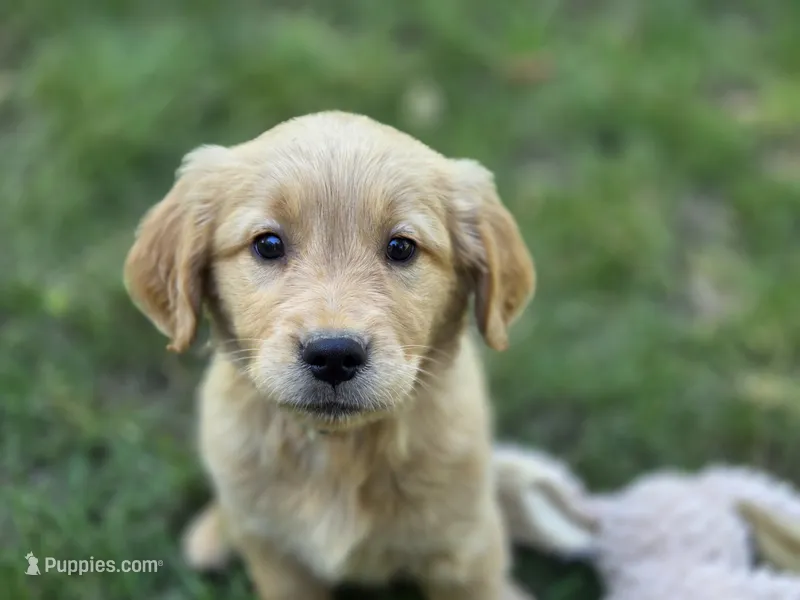 Meg – Golden Retriever puppy for sale in Pierceton, IN
