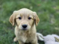 Meg, a female Golden Retriever for sale in Pierceton, IN – 1 of 3