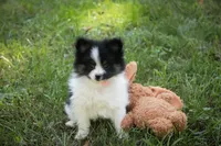 Artemis , a female Pomeranian for sale in Pierceton, IN – 7 of 8
