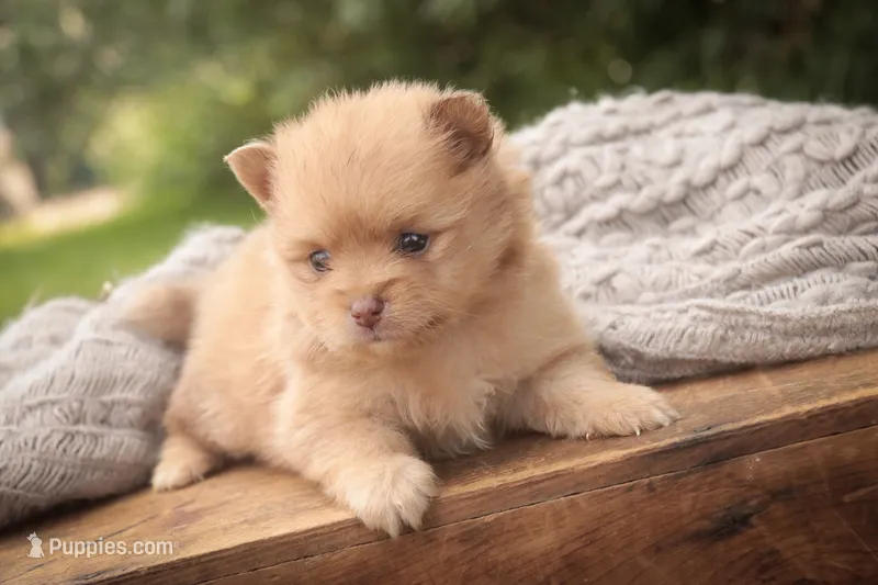 Toulouse – Pomeranian puppy for sale in Pierceton, IN