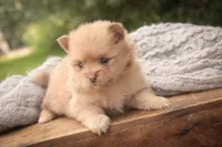Toulouse, a male Pomeranian for sale in Pierceton, IN – 1 of 7