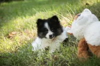 Artemis , a female Pomeranian for sale in Pierceton, IN – 3 of 8