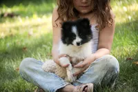 Artemis , a female Pomeranian for sale in Pierceton, IN – 4 of 8