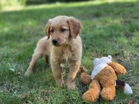 Amy, a female Golden Retriever for sale in Pierceton, IN – 3 of 3
