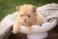 Toulouse, a male Pomeranian for sale in Pierceton, IN – 4 of 7