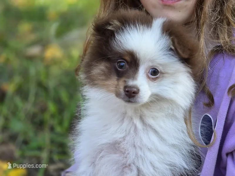 Kibbles – Pomeranian puppy for sale in Pierceton, IN