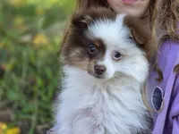 Kibbles, a male Pomeranian for sale in Pierceton, IN – 1 of 10