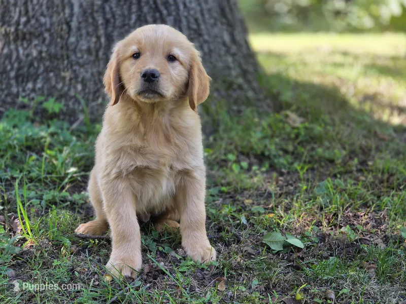 Lawrence – Golden Retriever puppy for sale in Pierceton, IN