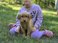 Amy, a female Golden Retriever for sale in Pierceton, IN – 2 of 3