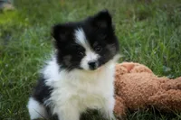 Artemis , a female Pomeranian for sale in Pierceton, IN – 8 of 8