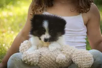 Artemis , a female Pomeranian for sale in Pierceton, IN – 5 of 8