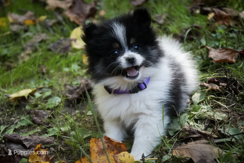 Persephone – Pomeranian puppy for sale in Pierceton, IN